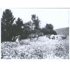 Picnic in the daisies behind the cemetery