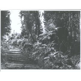 Stewart Island Bush Scene