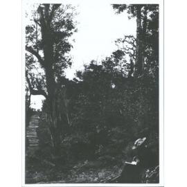 Woman Reading on Stewart Island Track