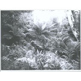 Ferns in Stewart Island Bush