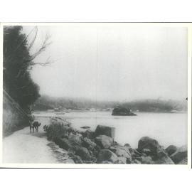 Dog on a walking path near Oban, Stewart Island