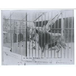 At The Zoo, Wellington, N.Z.