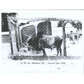 At The Zoo, Wellington, N.Z.