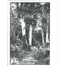 Deep Bay Track, Stewart Island