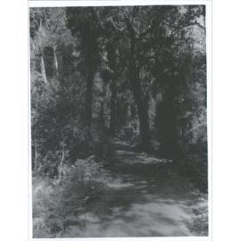 A Bush Road in Westland, N.Z.