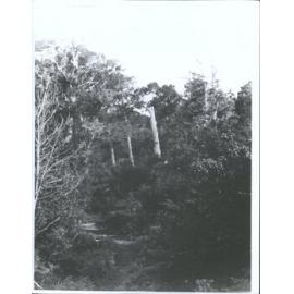 Deep Bay Track, Stewart Island