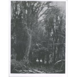 Native Bush, South Westland, N.Z.