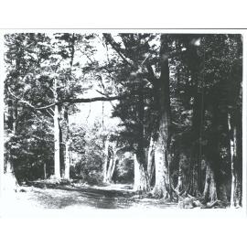 On the Christchurch Road: 38 Mile Post