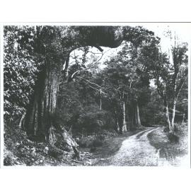 On the Christchurch Road: Among Black Birch