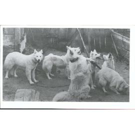 Huskies from Antarctica at Ringaringa, Stewart Island
