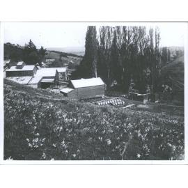 Black Horse Brewery & daffodils