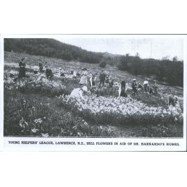 Young Helpers' League, Lawrence, N.Z., Sell Flowers in Aid of Dr. Barnados's Homes