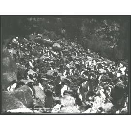 Crested Penguins, Antipodes Islands