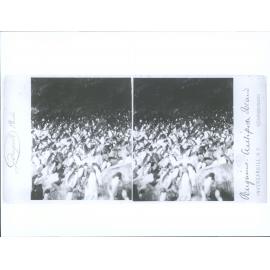 Penguins, Antipodes Island