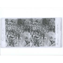 Penguins, Antipodes Island