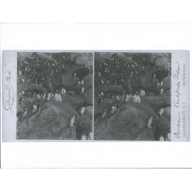 Penguins, Antipodes Island