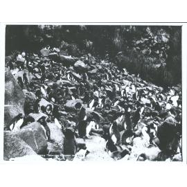 Crested Penguins, Antipodes Islands