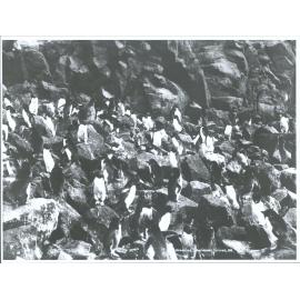 Penguins, Antipodes Island