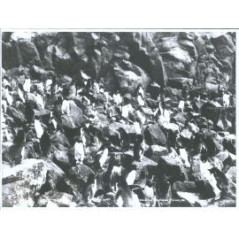 Penguins, Antipodes Island