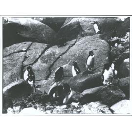 Penguins, The Snares