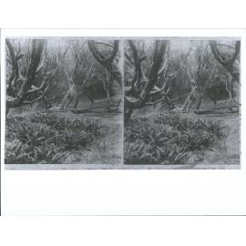 Figure of Eight Island