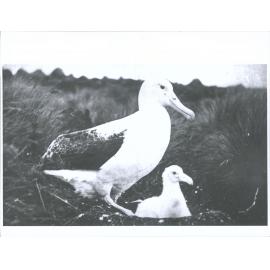Albatrosses