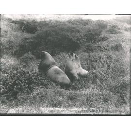 Sea Lions, Auckland Islands