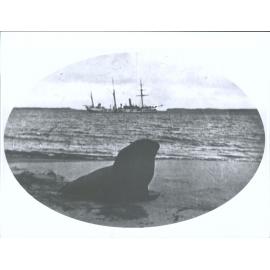 Seal and Naval Training Ship "Amokura" offshore