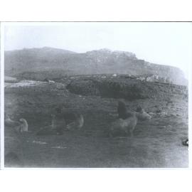 Sea Lions, Auckland Islands