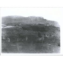 Sea Lions, Auckland Islands