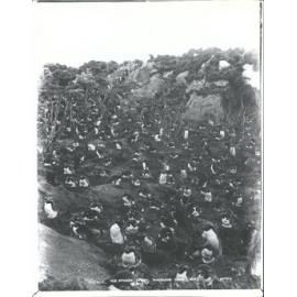 A Penguin Colony, Auckland Isles