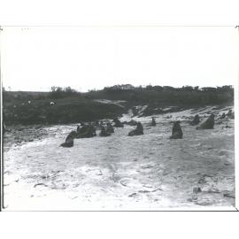 Sea Lions, Auckland Islands