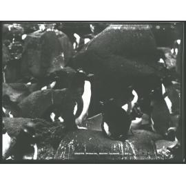 Crested Penguins, Bounty Islands