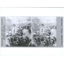 Penguins and Molly Hawks, Bounty Islands