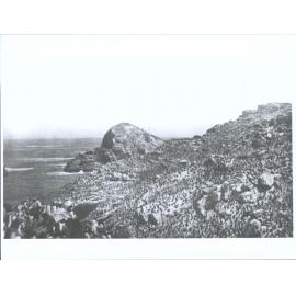 Penguins on Bounty Islands