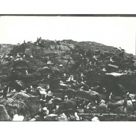 Albatrosses & Penguins, Bounty Islands