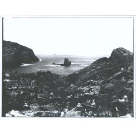 Sea Birds, Bounty Islands