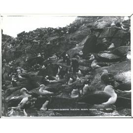 Mollyhawks & Crested Penguins, Bounty Islands