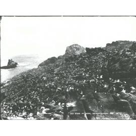Sea Birds at Home, Bounty Islands