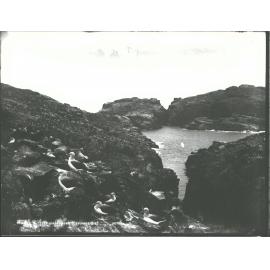 Sea Birds, Bounty Islands