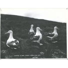 Albatrosses at Home - Campbell Islands