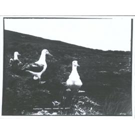 Albatrosses - Campbell Islands