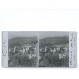 Albatross, Campbell Islands