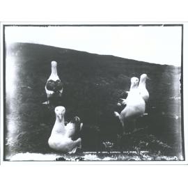 Albatrosses at Home - Campbell Islands