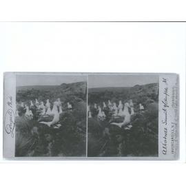 Albatross, Summit of Campbell Island