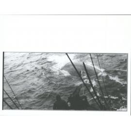 Catching a whale