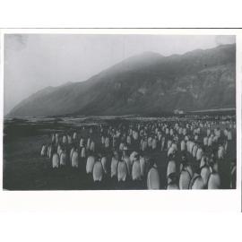 King Penguins