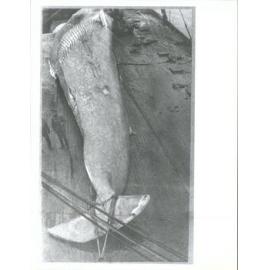 Sailors next to whale