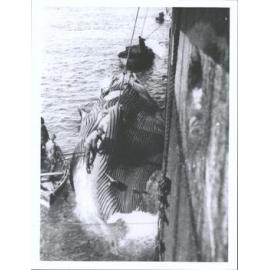 Whaler on top of whale next to ship