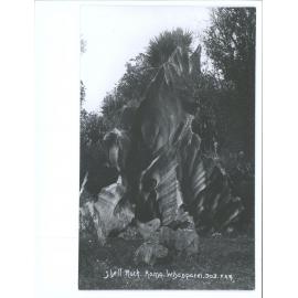 Shell Rock, Kamo, Whangarei